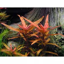 Image result for Nesaea crassicaulis