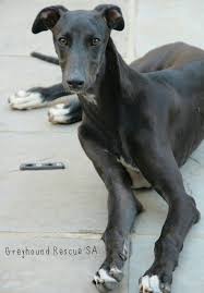 Check spelling or type a new query. Greyhound Puppy Boerwindhond Greyhound Puppy Italian Greyhound Greyhound