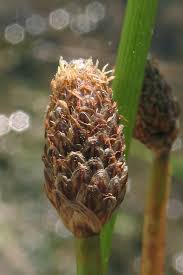 Image result for Cryptolepis obtusa