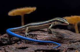 Pacific Blue Tailed Skink Care Guide Reptile Cymru