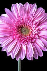Your Mind Is A Garden Your Thoughts The Seeds You Can Grow Flowers Or You Can Grow Weeds Pink Gerbera Amazing Flowers Gerbera Daisy