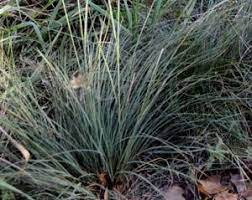 The georgia native plant society hosts a plant sales each year providing the public and our members the opportunity to purchase plants native to georgia. Pin On Plants
