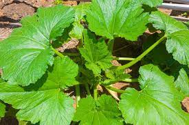 Check spelling or type a new query. Zucchini Leaves All The Top Tips Facts