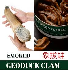 Image result for geoduck