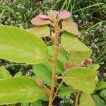 Image result for Bridelia ferruginea