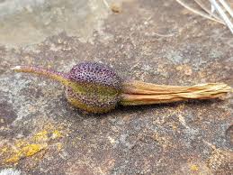 Image result for Xerophyta schlechteri