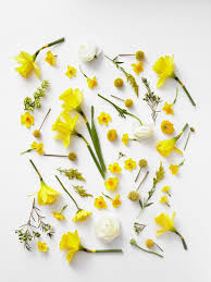 Pretty Yellow Flowers Pretty Yellow Flowers The Post Pretty Yellow Flowers Appeared First On Easy Flowers Yellow Aesthetic Yellow Flowers Flower Aesthetic