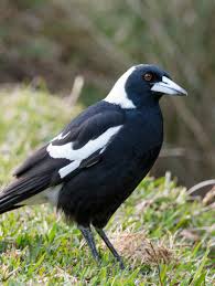 We greatly appreciate your continued support and we are taking the utmost caution in preparing your food safely. Australian Magpie Song Calls Wildlife Sounds By Wild Ambience