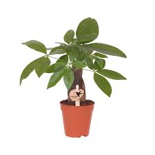 Image result for Pachira