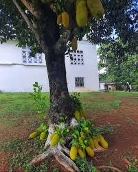 Learn what jackfruit tastes like, jackfruit recipes and more. This Jackfruit Tree Is So Fertile Even The Roots Starts To Bear Fruit Natureisfuckinglit