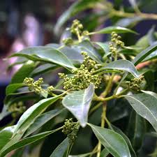 Image result for Heteropyxis natalensis