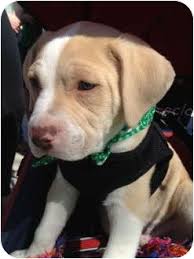 English bulldog puppies for sale.bulldogs for adoption, bull terriers, french bulldogs, lilac tri bulldogs. Worcester Ma English Bulldog Meet Cooper A Pet For Adoption