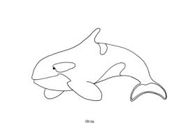 Free printable orca or killer whale coloring pages for kids. Orca Coloring Page By Mama Draw It Teachers Pay Teachers