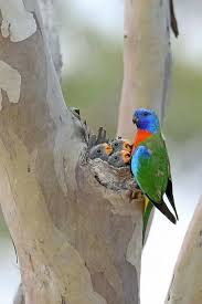 Rainbow Lorikeet Feeding Babies Australian Birds Australian Birds Beautiful Birds Parrot