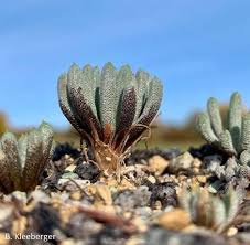 Image result for Bulbine capitata