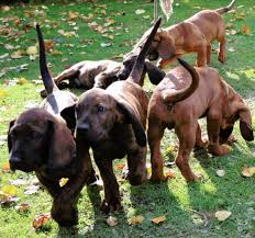 Image result for hannoverský barvář