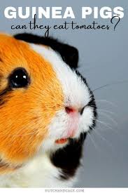 Pin On Small Fury Pets