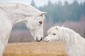 Die 22 Schönsten Pferde Sprüche Ponymag