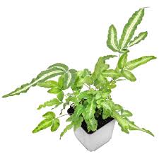 Image result for Pteris