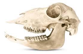 animal teeth types of teeth dk find out