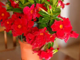 Mandevillas are choice tropical vines that produce long lasting waxy blooms all summer on vines of glossy dark green evergreen foliage! Mandevilla Plant Care How To Overwinter Mandevilla Plants