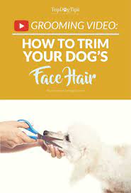 How To Trim Your Dog S Face Hair With Scissors Dog Face Dog Grooming Styles Face Hair