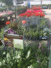 Burpee Home Gardens Display At Calloway S Nursery In South Arlington Garden Center Garden Texas Gardening