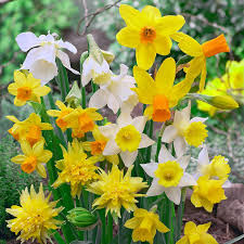 Dwarf Daffodil Mixture Breck S