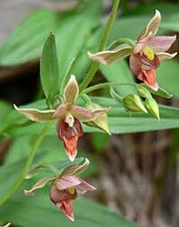 Image result for Epipactis africana