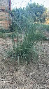 Image result for Eragrostis curvula