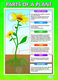 Parts Of A Plant Parts Of A Plant Plant Science Gcse Science