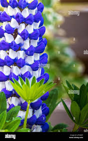 Image result for Eriosema vanderystii