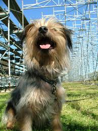 RE: Mila Azul — Steemit