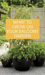 What To Grow In Your Balcony Vegetable Garden Balcony Plants Vegetable Garden Planner Balcony Garden