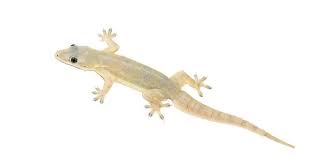 Aku ada buat ekperimen tentang cara nak halau lalat ni. 5 Trick Nak Halau Cicak Dari Rumah Impiana
