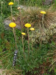 I've spent the last 24 hours trying to find the name of this australian native plant, commonly known as billy buttons, or botanic name helipterum craspedioides. Flora Of Victoria