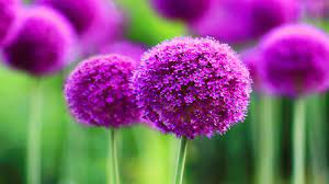 Flowers Amidst Nature Computer Wallpapers Desktop Backgrounds 2560x1440 Id 654396 Allium Flowers Purple Flowers Wallpaper Planting Bulbs