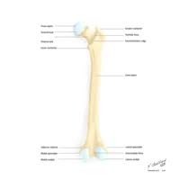 Image result for Fulcrum Test