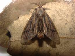 www.jpmoth.org
