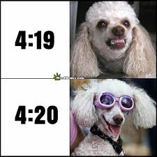 Your meme was successfully uploaded and it is now in moderation. Stoner Poodle 420 Meme Before After 420 Funny Dog Pic Weed Memes