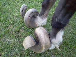 Eli5 How Did Horses Survive Without Us Trimming Their Hooves Pic Of What Mean Inside Explainlikeimfive
