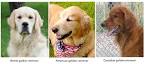 Retrievers - Dog Breeds