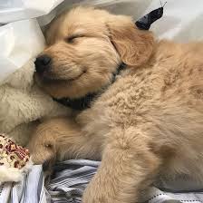 When buying a puppy, both the lab and golden retriever buyer should make sure the parents. Golden Retriever Vs Labrador Retriever Vs German Shepherd Pros Cons Golden Retriever Puppies Constipated Dog