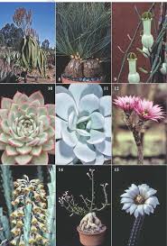 His nursery, gates cactus, inc., is still in operation under the capable management of harold tapia and continues to supply the cactus world market. Some Succulent Memories