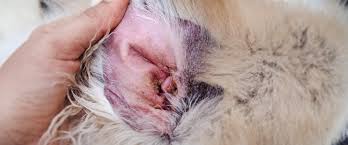 Image result for abscess dog's ear flap