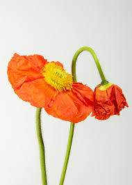 Download Premium Image Of Close Up Of Red Poppy Flowers Invitation Card Flower Invitation Card Poppy Flower Flower Invitation