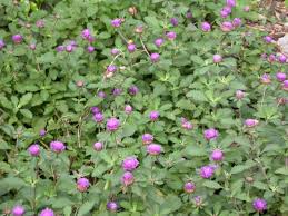 Image result for Centratherum