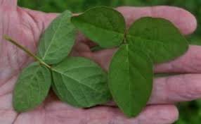 Image result for Desmodium scorpiurus