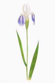 Download Premium Vector Of Vintage Iris Flower Illustration Vector 2100294 In 2020 Flower Illustration Iris Flowers Seed Illustration