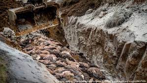 00800 400 200 00 * *gebührenfrei aus deutschland, der schweiz und österreich. Corona Danemark Und Die Zombie Nerze Aktuell Europa Dw 27 11 2020